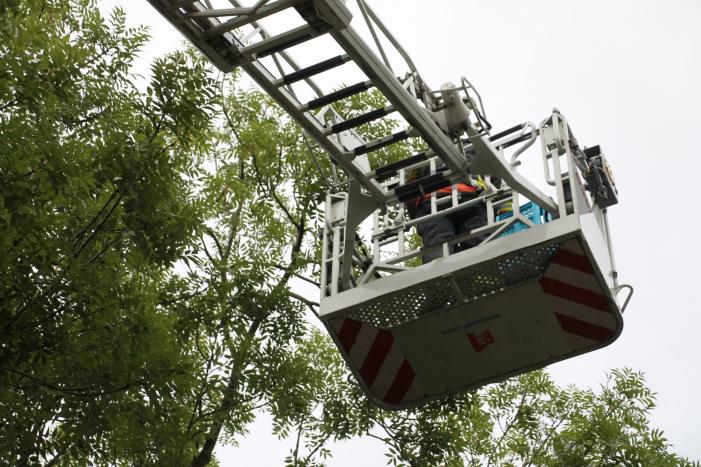 Vastzittende vogel door brandweer uit boom bevrijdt