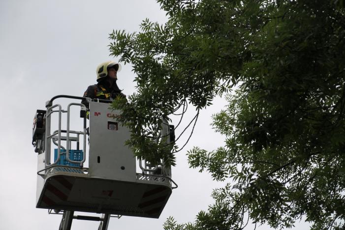 Vastzittende vogel door brandweer uit boom bevrijdt