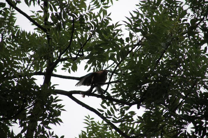 Vastzittende vogel door brandweer uit boom bevrijdt