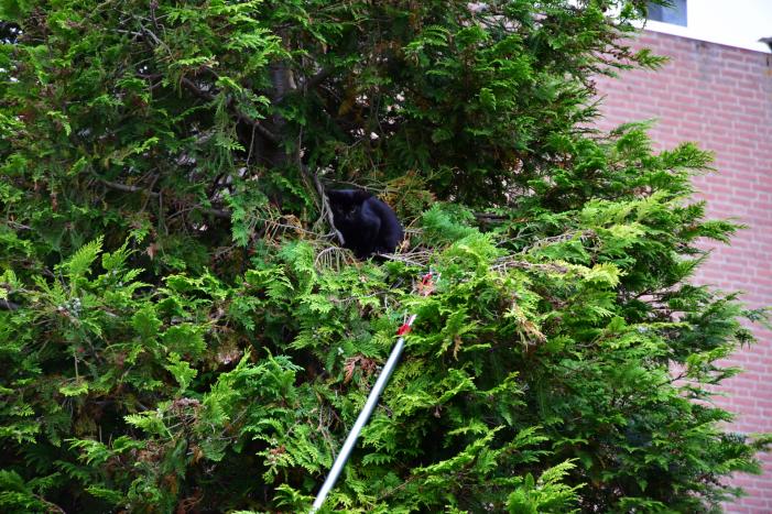 Kitten Batman door brandweer uit boom gered