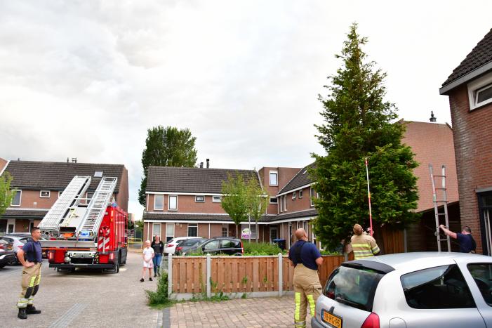Kitten Batman door brandweer uit boom gered