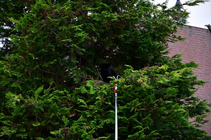 Kitten Batman door brandweer uit boom gered