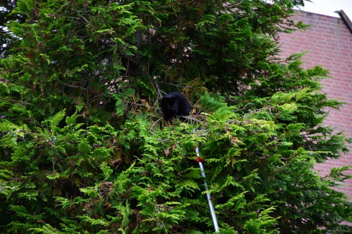 Kitten Batman door brandweer uit boom gered