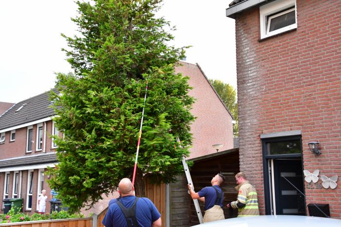 Kitten Batman door brandweer uit boom gered