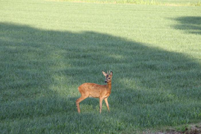 Ree bevrijdt onder boothuis