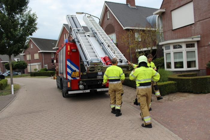 Kat springt uit de boom bij reddingsactie