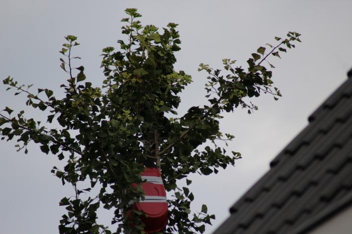 Kat springt uit de boom bij reddingsactie