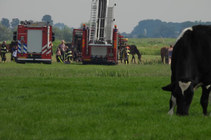 Paard raakt te water