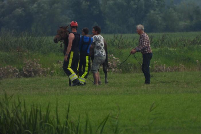 Paard raakt te water