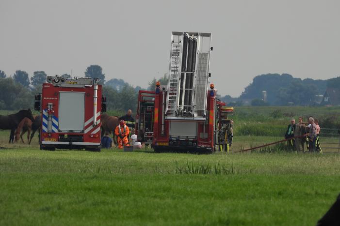 Paard raakt te water