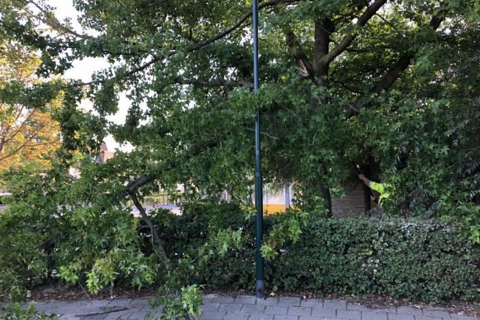 Enorme tak flinke boom breekt af