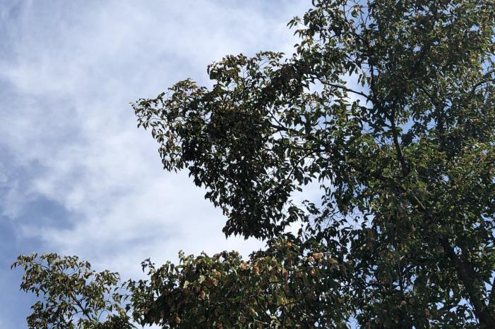 Kat gewond nadat deze uit boom werd gespoten