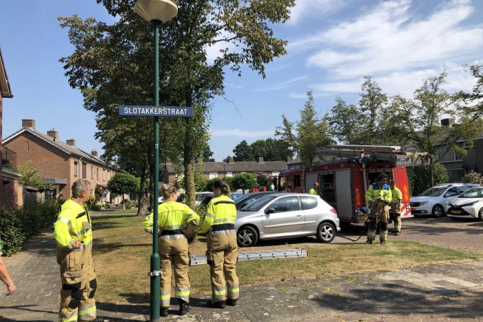 Kat gewond nadat deze uit boom werd gespoten