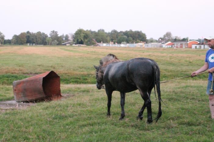 Brandweer redt opnieuw paard uit sloot
