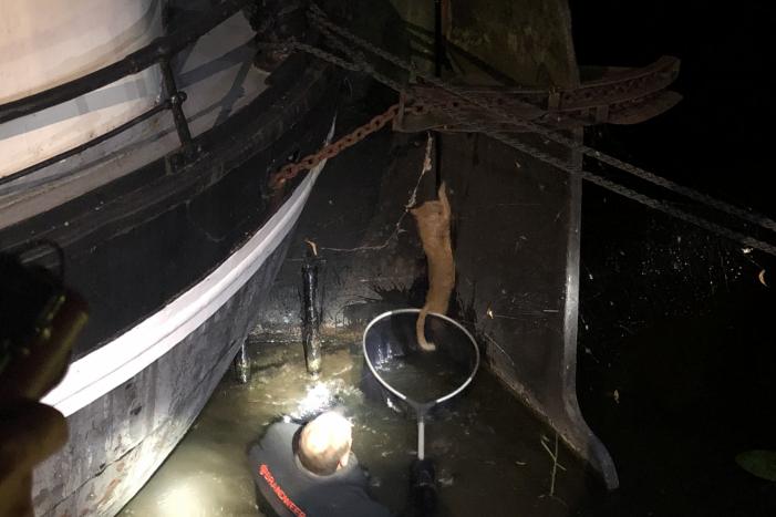 Brandweer redt kat uit gracht