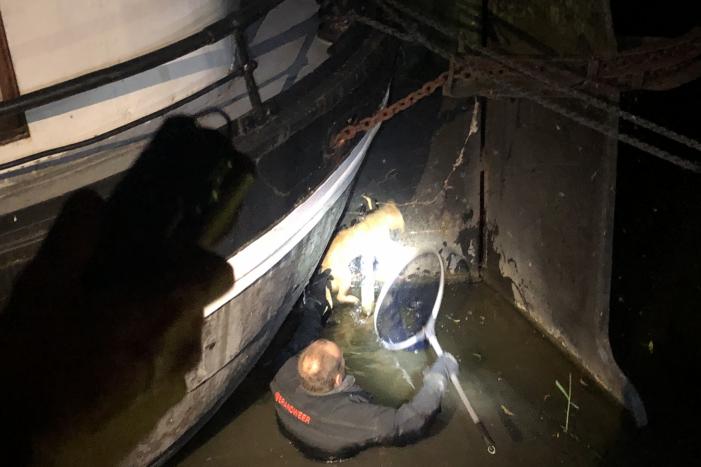 Brandweer redt kat uit gracht