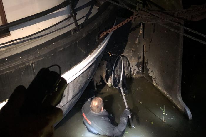 Brandweer redt kat uit gracht