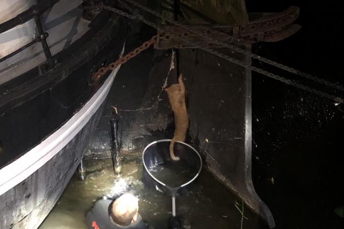 Brandweer redt kat uit gracht