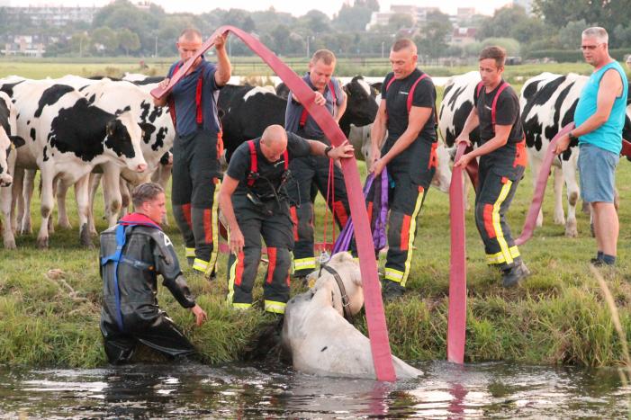 Koe belandt in de sloot