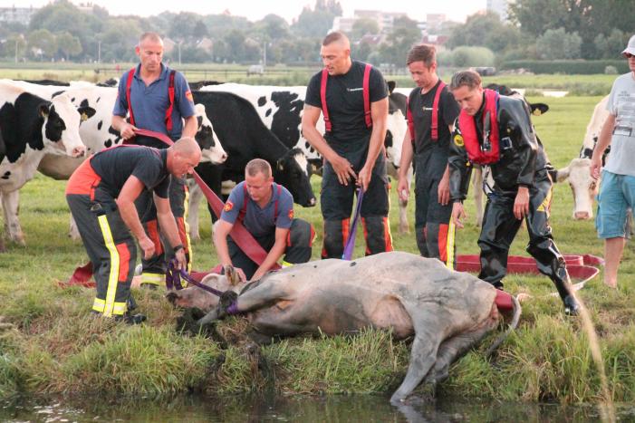 Koe belandt in de sloot