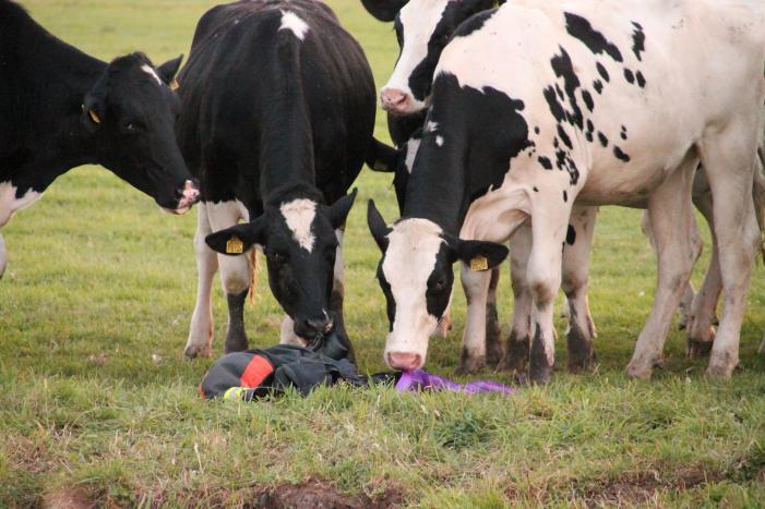 Koe belandt in de sloot