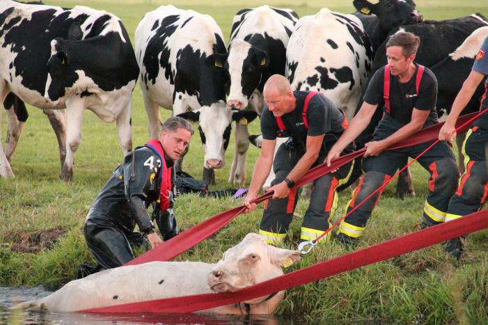 Koe belandt in de sloot