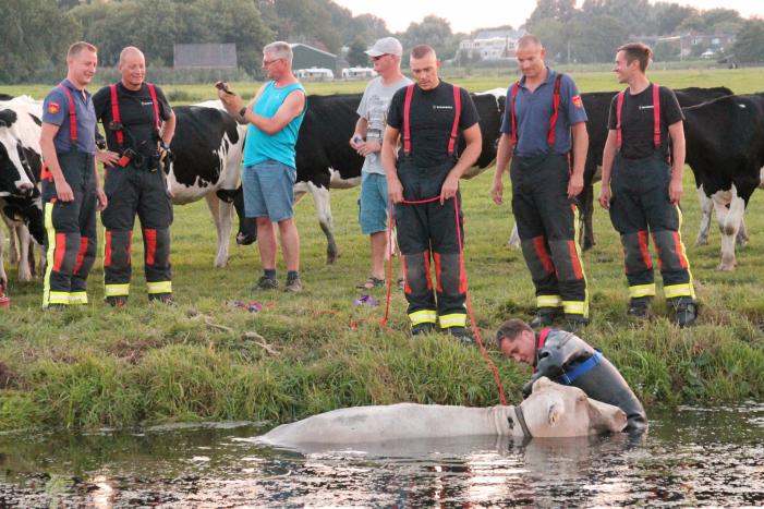 Koe belandt in de sloot