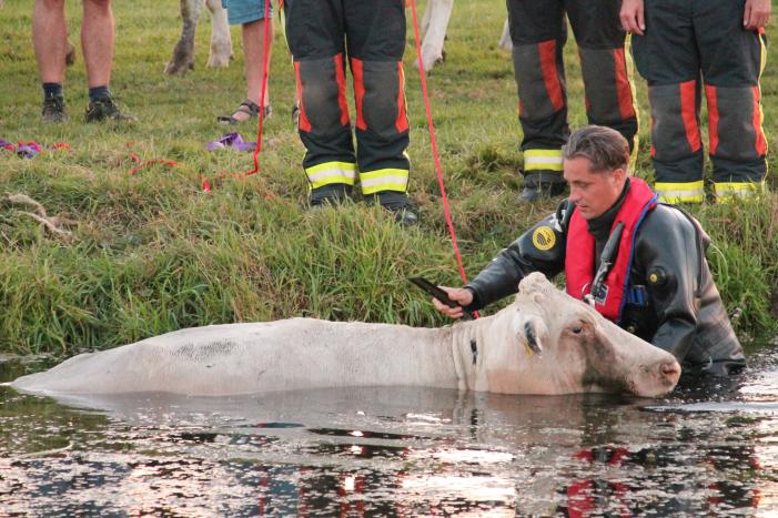 Koe belandt in de sloot