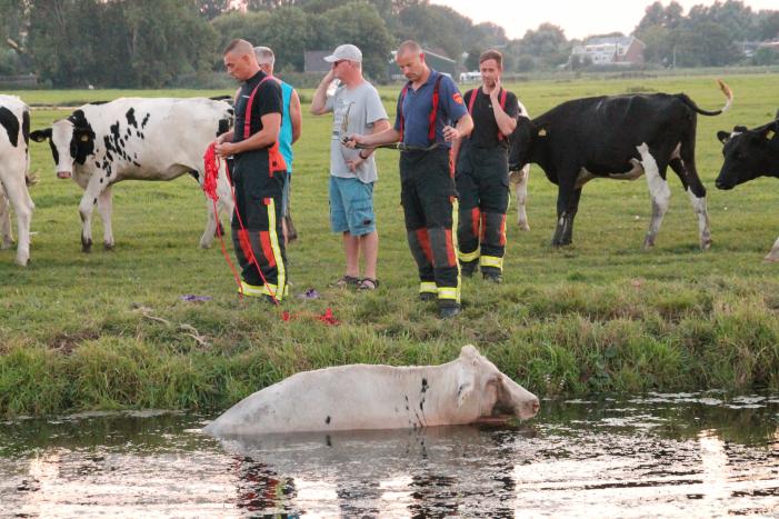 Koe belandt in de sloot