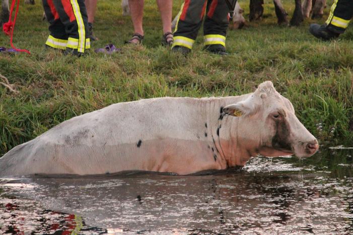 Koe belandt in de sloot