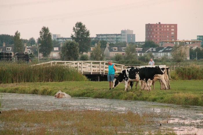 Koe belandt in de sloot