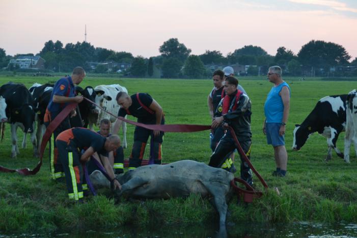 Koe belandt in de sloot