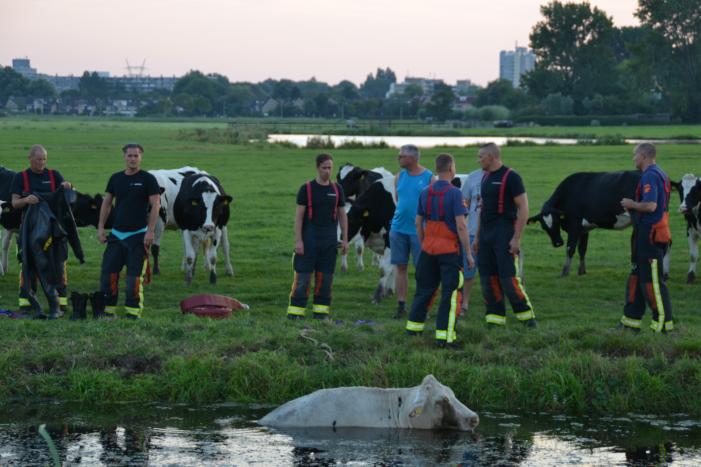 Koe belandt in de sloot