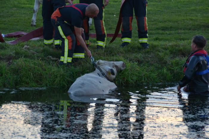 Koe belandt in de sloot