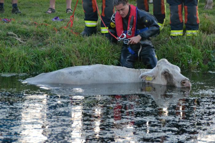 Koe belandt in de sloot