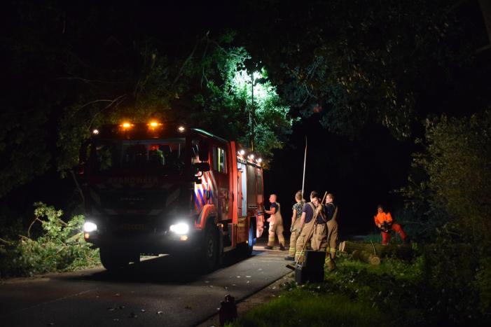 Takken breken uit monumentale boom