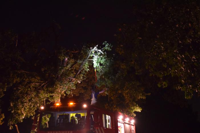 Takken breken uit monumentale boom