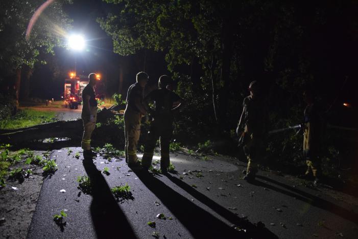 Takken breken uit monumentale boom