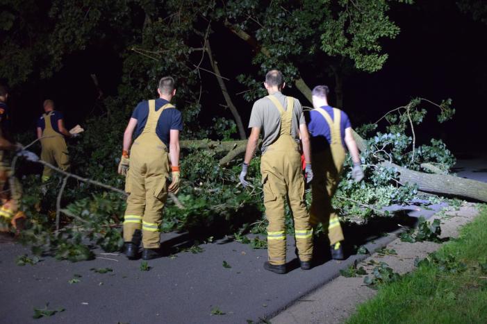 Takken breken uit monumentale boom