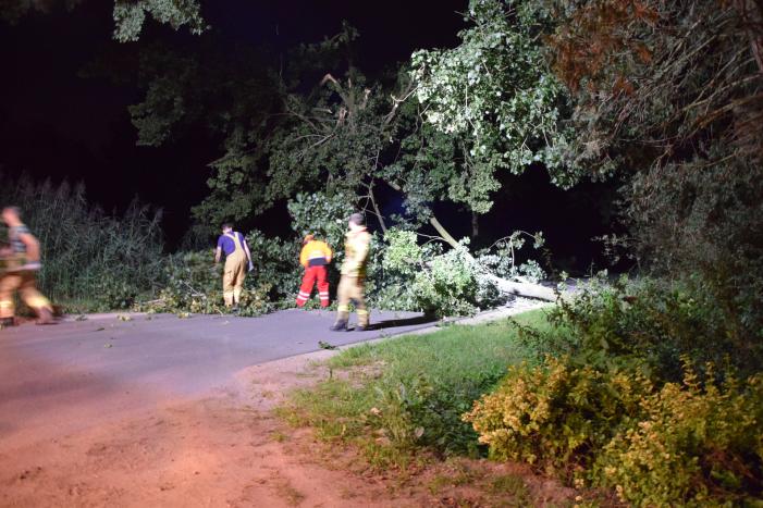 Takken breken uit monumentale boom
