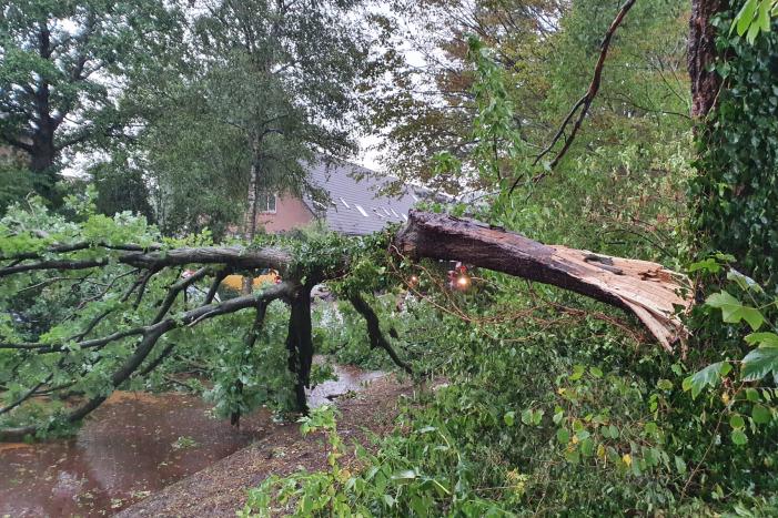 Stuk boom valt op drie geparkeerde auto's