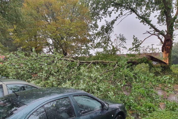 Stuk boom valt op drie geparkeerde auto's