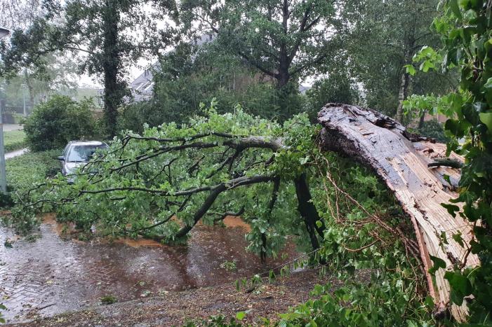 Stuk boom valt op drie geparkeerde auto's