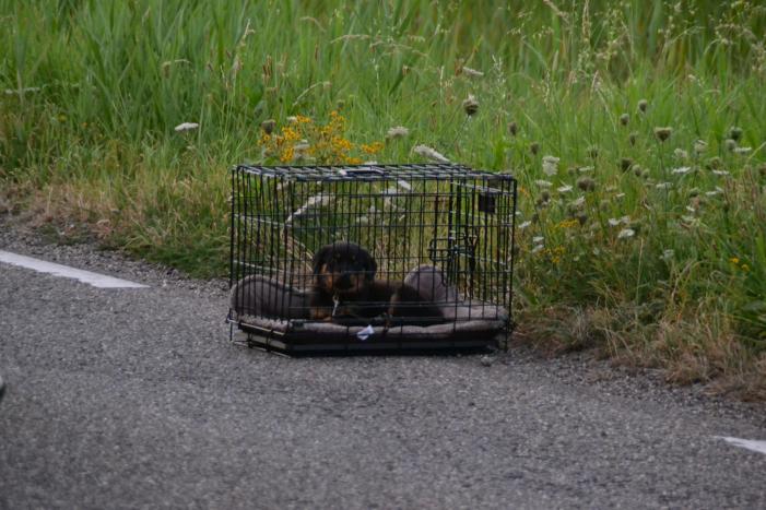 Hond komt met de schrik vrij bij verkeersongeval