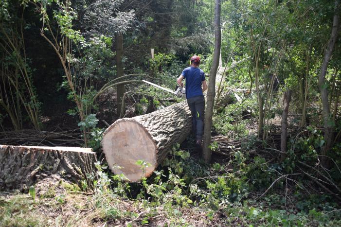 Gemente ruimt 15 bomen op na storm