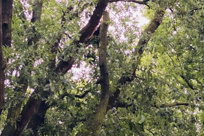 Gevaarlijke afgebroken tak door brandweer verwijderd