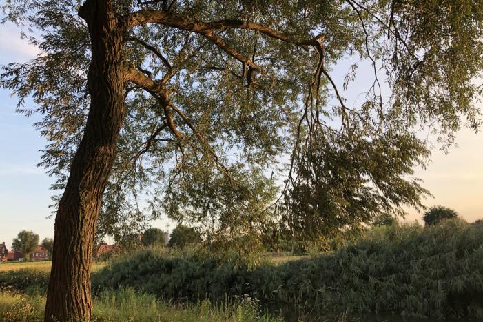 Gevaarlijk hangende tak boven wandelpad