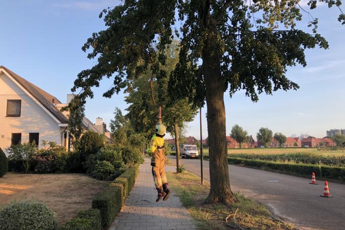 Gevaarlijk hangende tak boven wandelpad