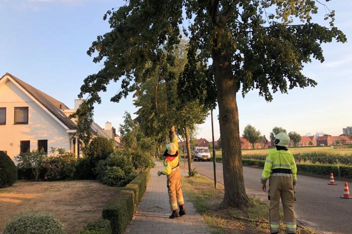 Gevaarlijk hangende tak boven wandelpad
