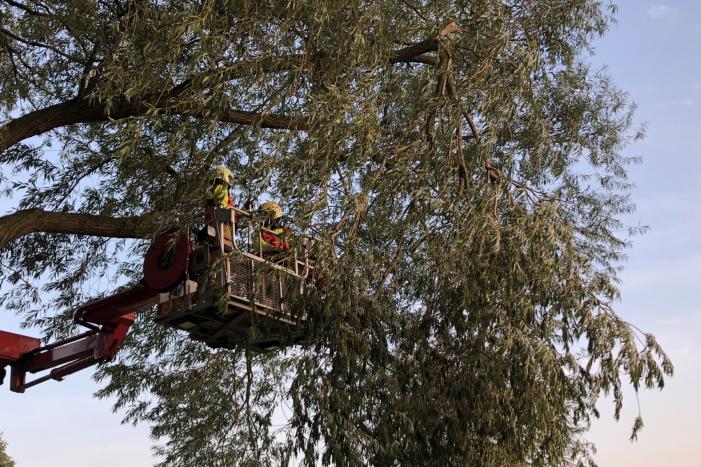 Gevaarlijk hangende tak boven wandelpad